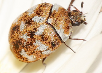 carpet beetle.jpg