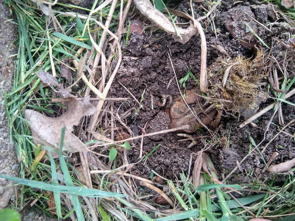 Frogerick Toadman, animal attorney, buries himself back in the mud.